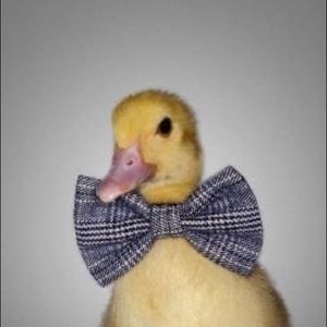 Meet your Posher, Lilliana